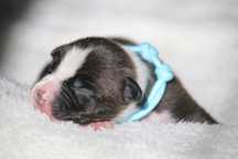 Amstaff chłopiec