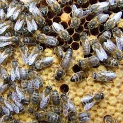 Бджолопакети бджоли пчелопакети