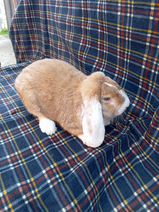 Кролики Французький баран