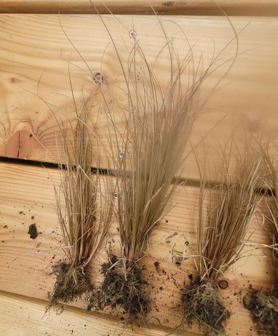 Trawa Carex bronze 10 sztuk bez doniczek