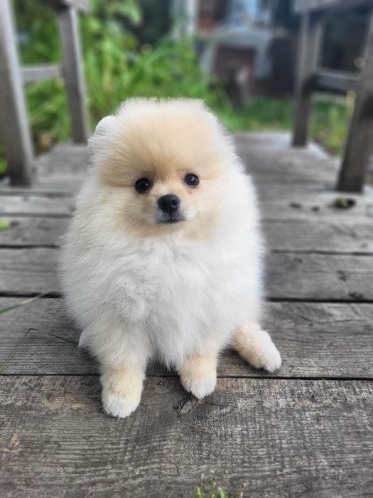 Цуценята Померанського Шпіца!