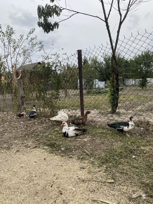 Индоутята молодые