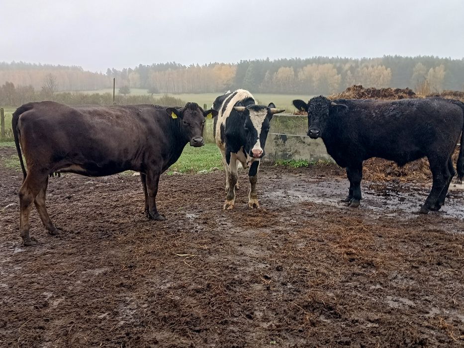 Sprzedam jałówkę MM cielna