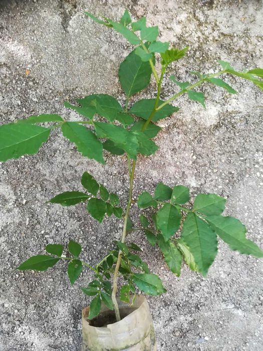 Planta Pimenta de Sichuan