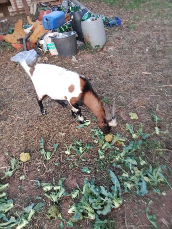 Vendo cabrito com 6 meses