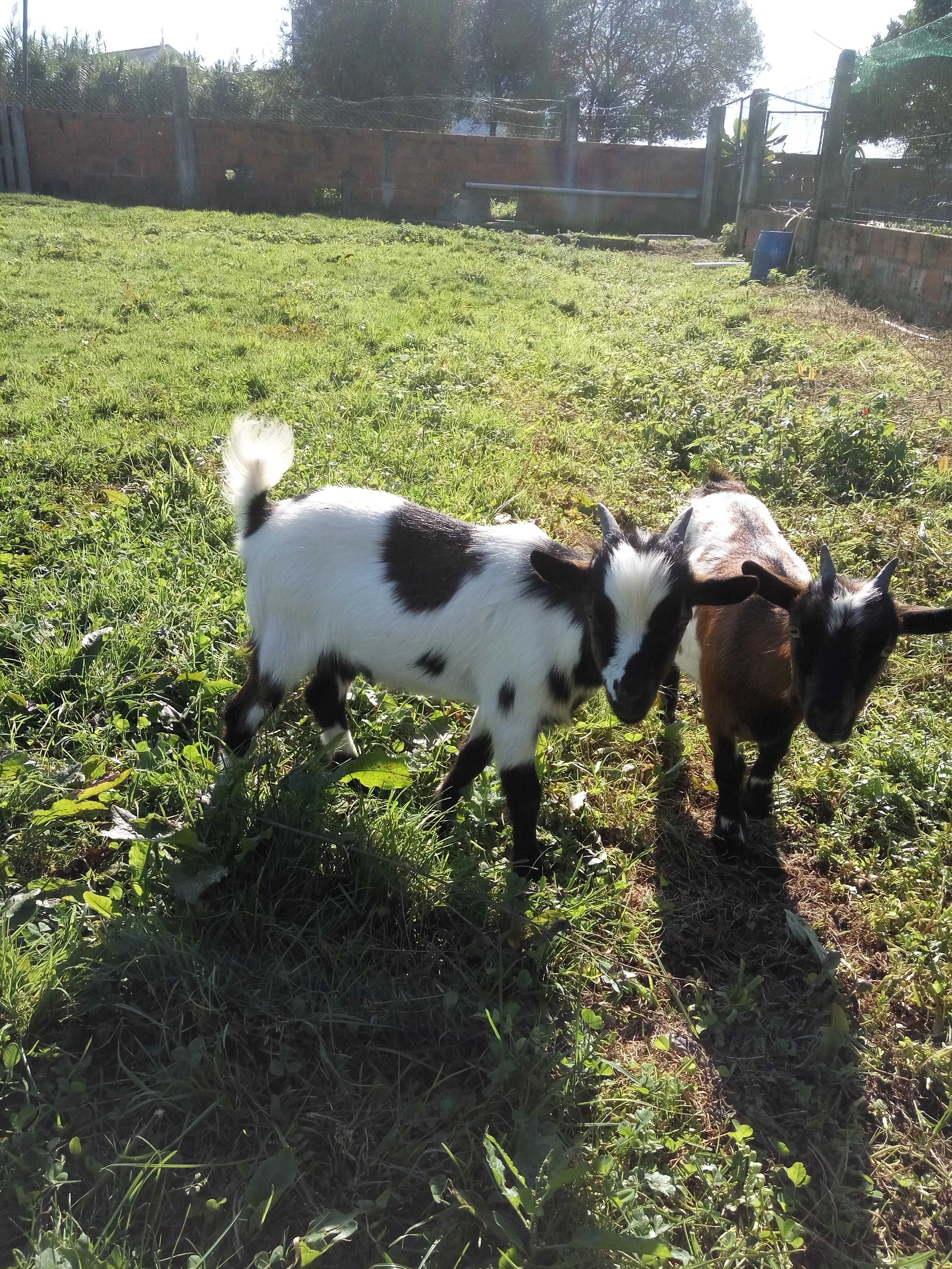 Cabrito anão. Muito boa genética