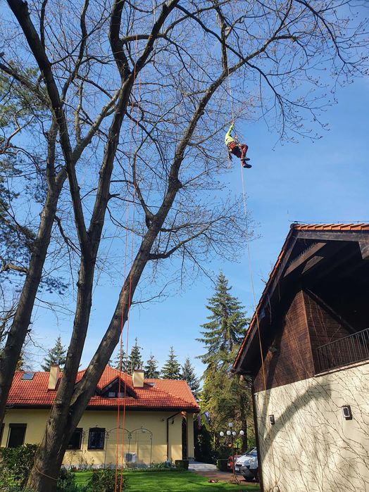 Wycinka drzew, czyszczenie działek, zwyżka, rębak, mulczer