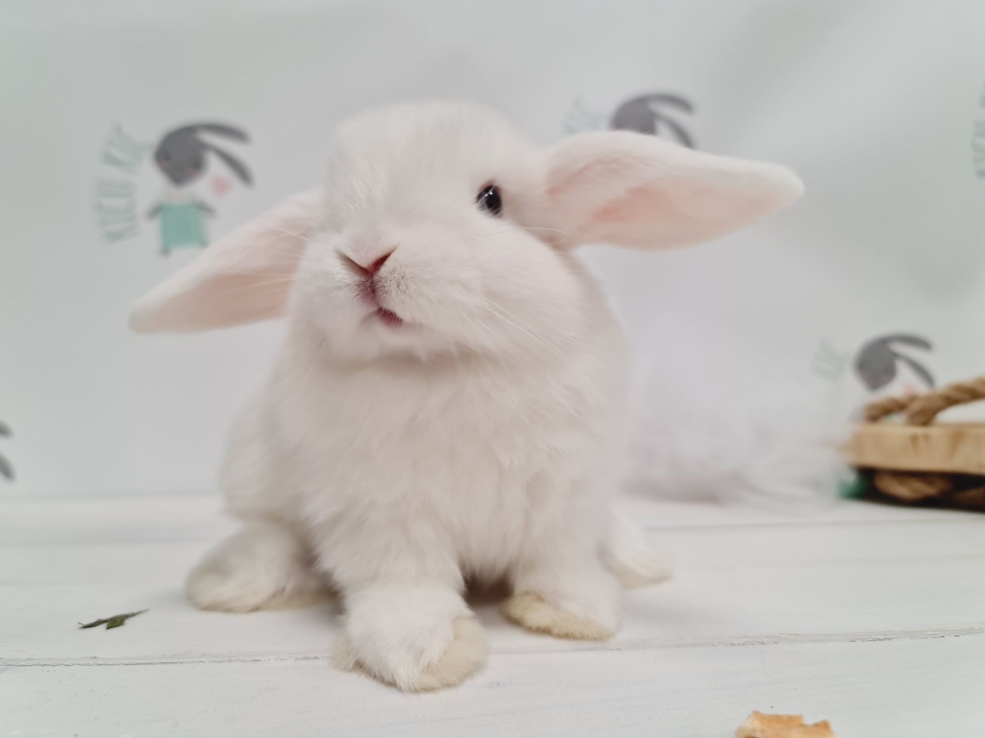 Mini lop królik kroliczek miniaturka legalna hodowla, badania.