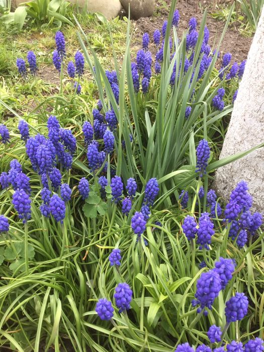 Мускарі або мишиний гіацинт, ціна за 20 цибулин