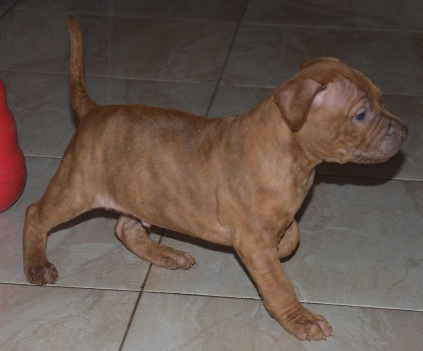 Szczeniak American pit bull terrier, pitbull