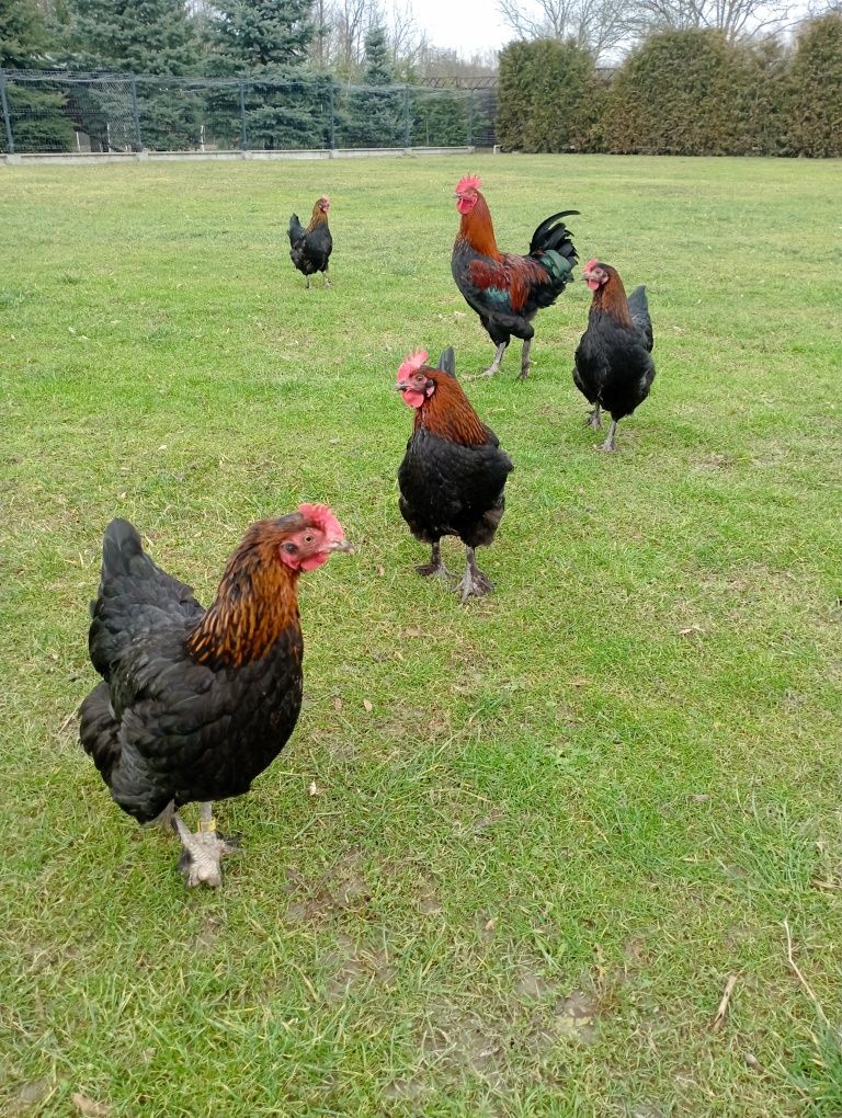 Jajka lęgowe Włoszki Marans