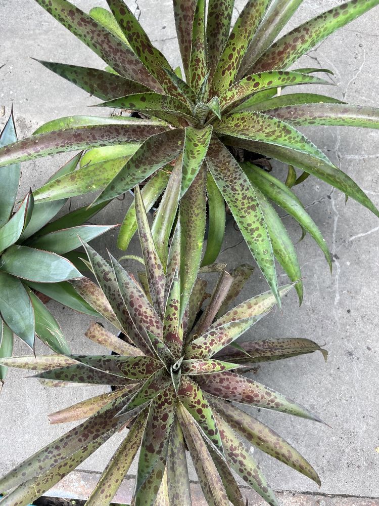 Мангава pineapple exspress