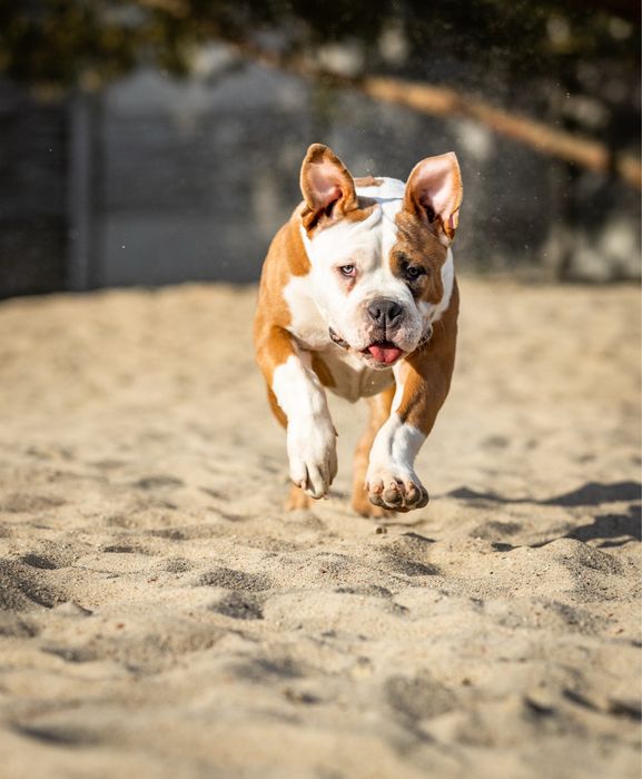 American bully suczka szczeniak abkc
