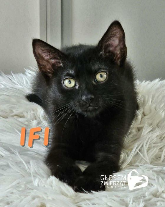 Ifi i Afi - małe kotki do adopcji