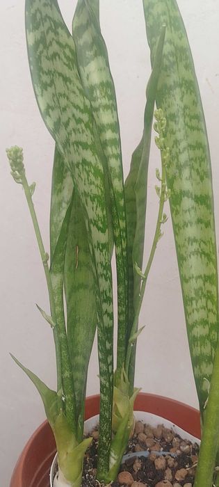 Комнатные растения, самшит вечнозеленый, кампсис, каменные розы.