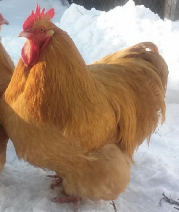 Півень Орпінгтон на тримання!!!