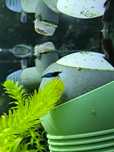 Camarões Neocaridina Blue Dream