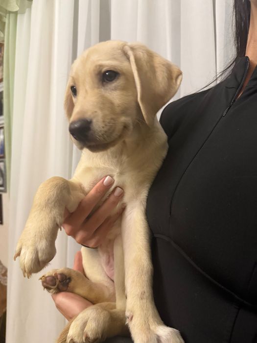 Продаються лабрадори.Справжній друг на все життя