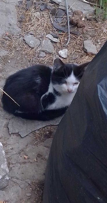 Котик в добрі руки