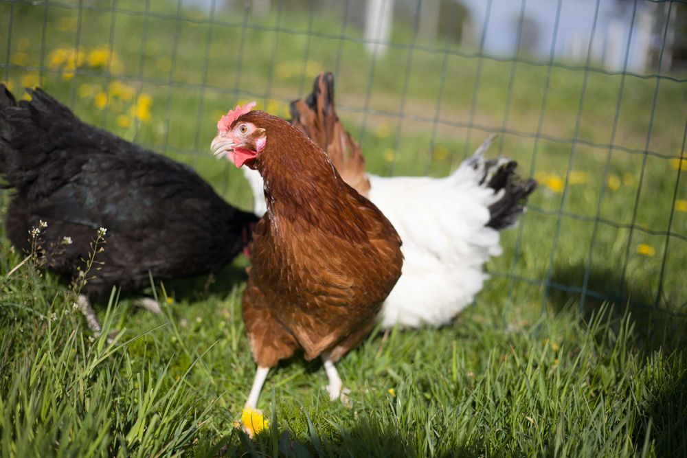 Kurki kokoszki nioski rasy Rosa na jajko