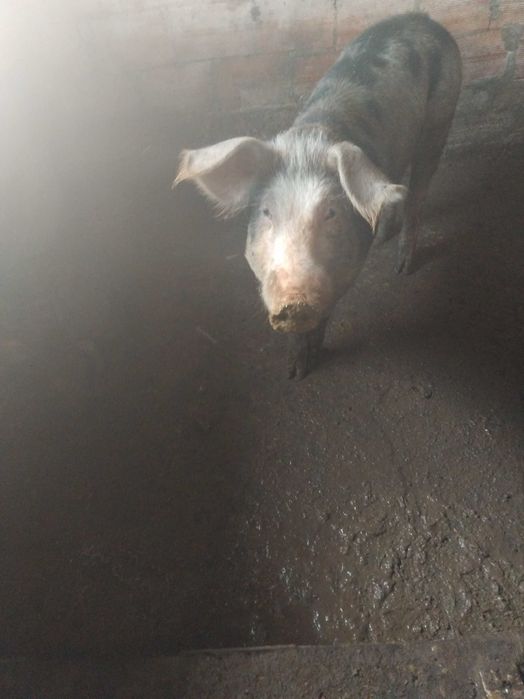 Vendo porcos agueda