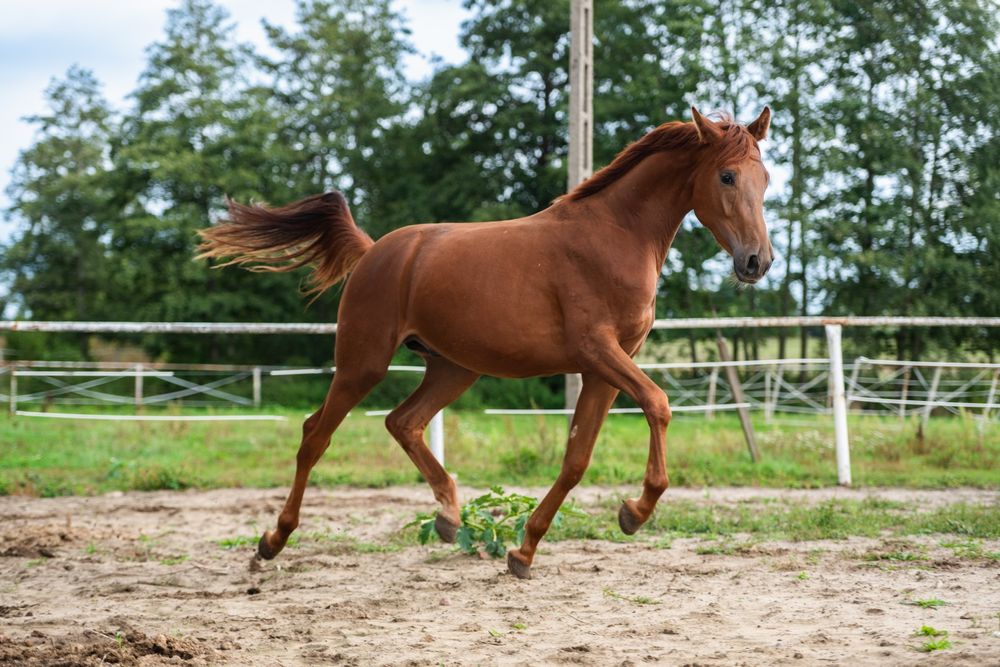 Ogier ujeżdżeniowy 2023r. Morricone x Rosengold