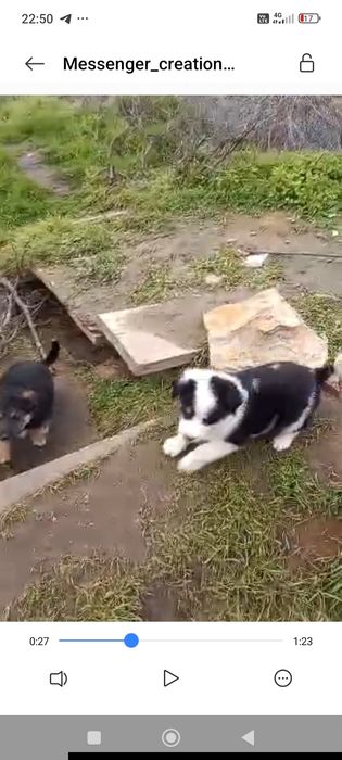 Херсон,щенки в хорошие руки,без породы. Щенков всего шесть.