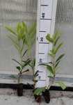 Laurowiśnia wschodnia ‘Caucasica’ multipaleta sadzonki 10-30 cm