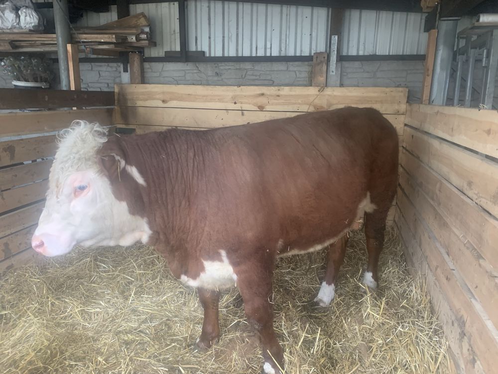 Sprzedam byk 100% hereford