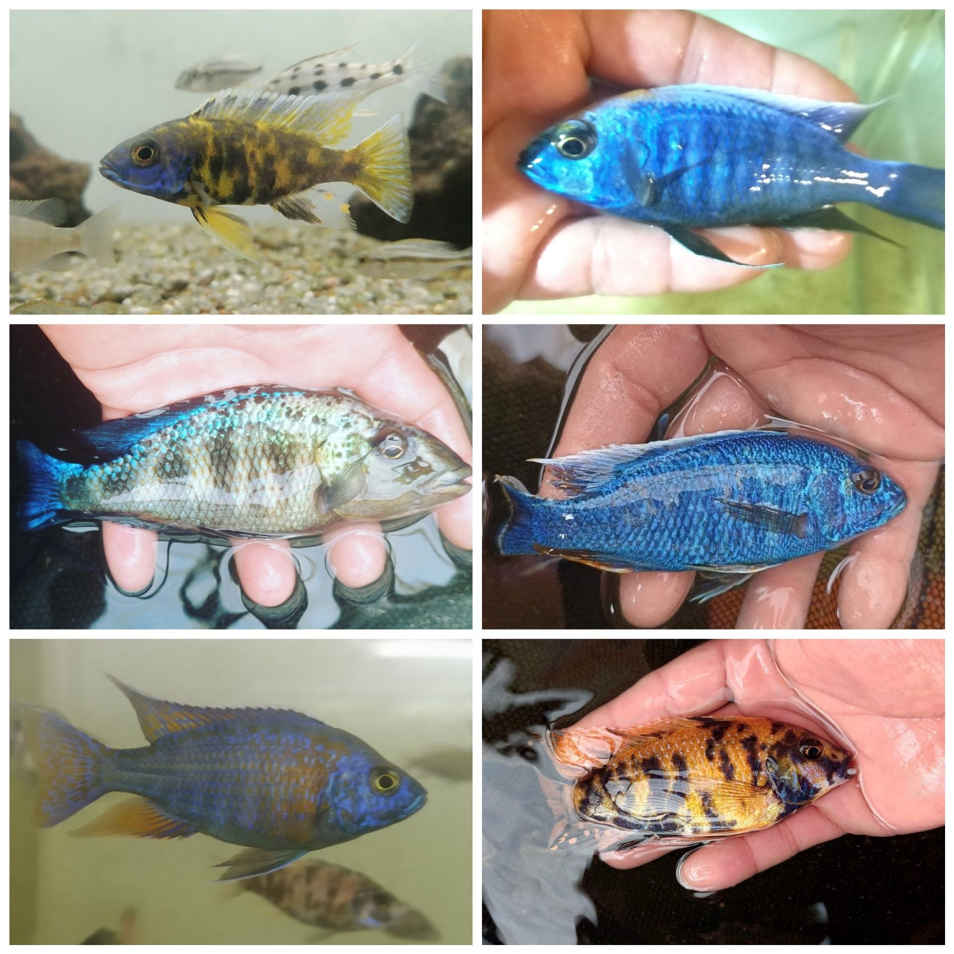 Ciclideos africanos (fotos reais dos peixes para venda) )