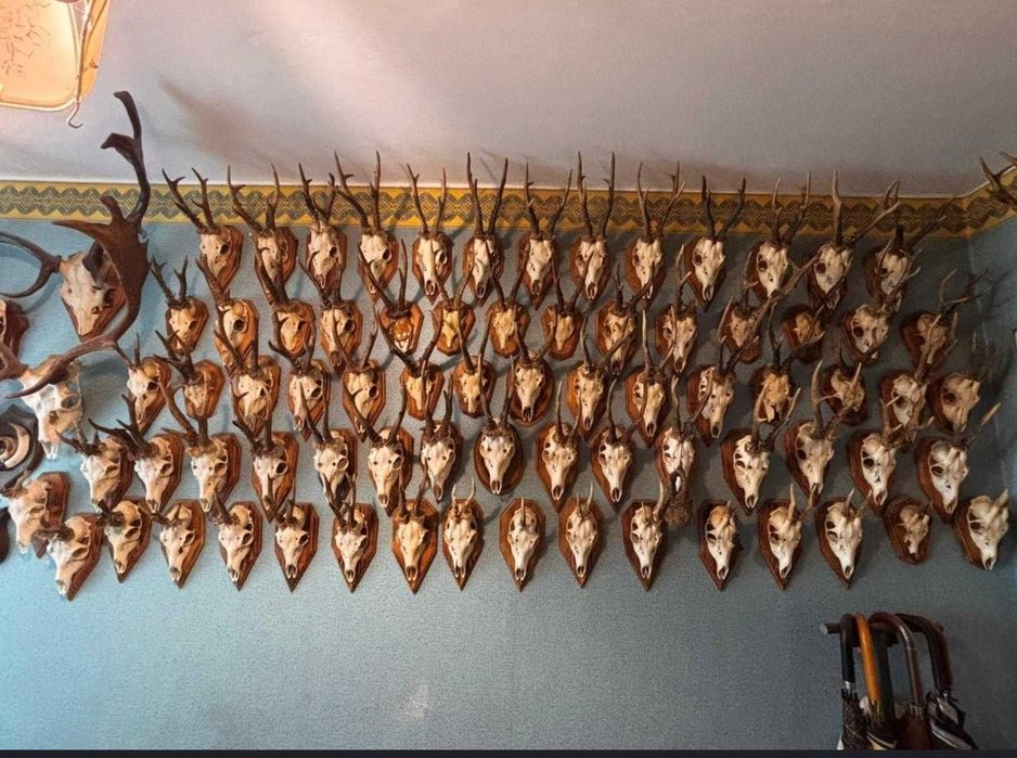 Sprzedam poroże kolekcje kozly jelenie Daniele