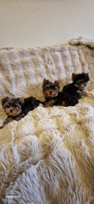 York śliczna sunia mini