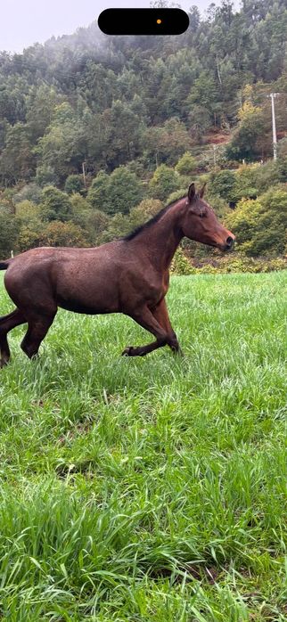 Potro puro sangue arabe