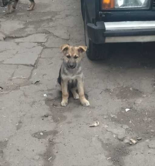 Отдам в Хорошие руки девочку