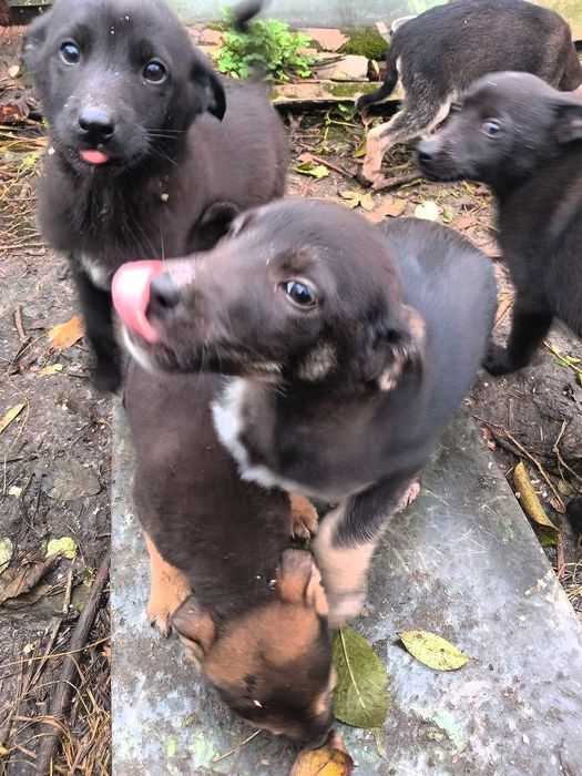 Віддам у добрі руки