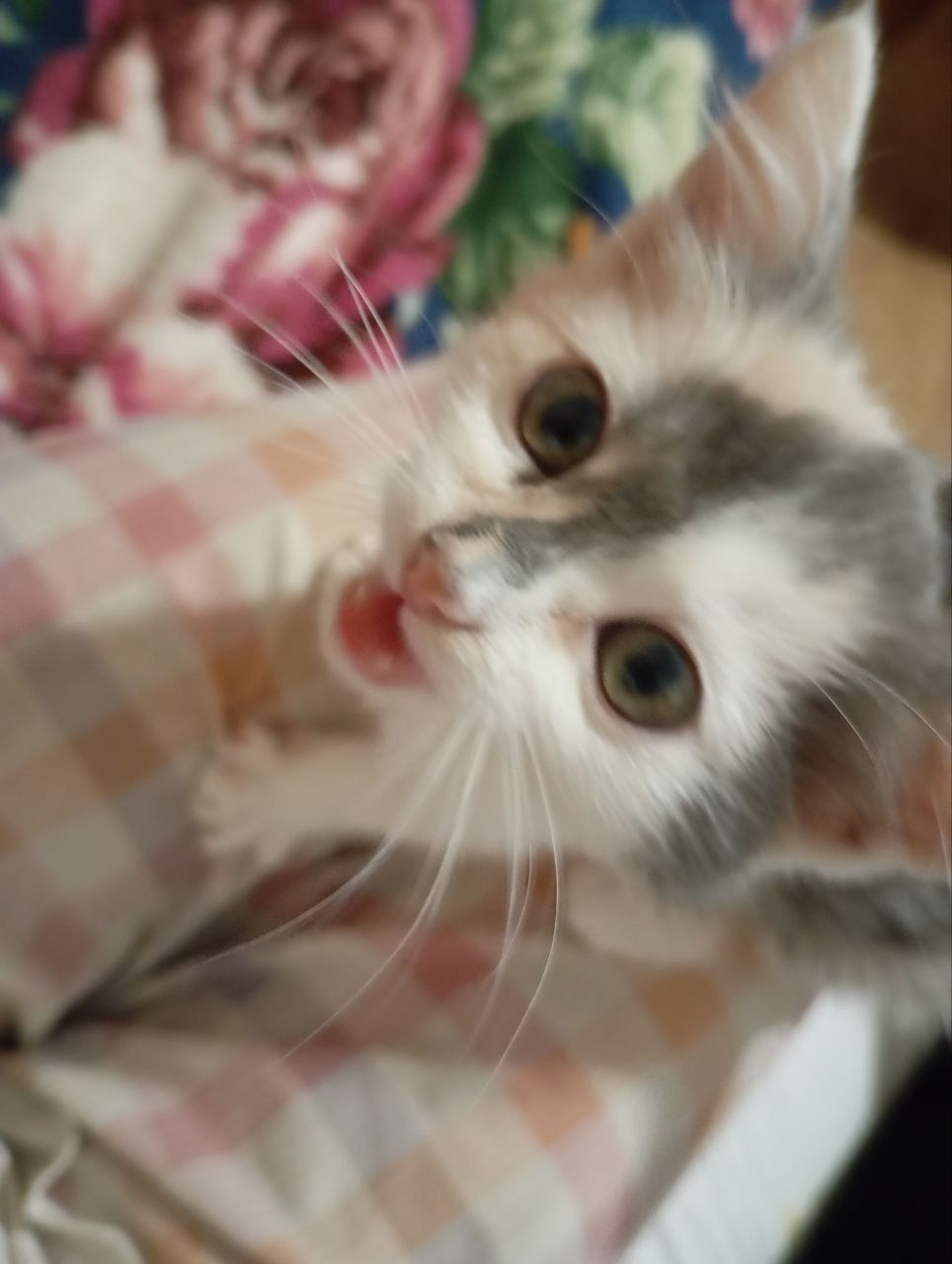 Маленькая трёхцветная котенок девочка ищет дом! Отдам в хорошие руки!