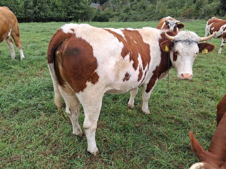 Dwie jałówki mleczne wysokocielne