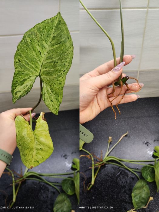 Dragon thai,monstera minima variegata,dubia, epipremnum jungle star