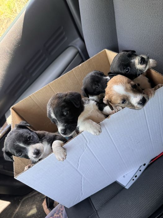 Bebés de porte pequeno