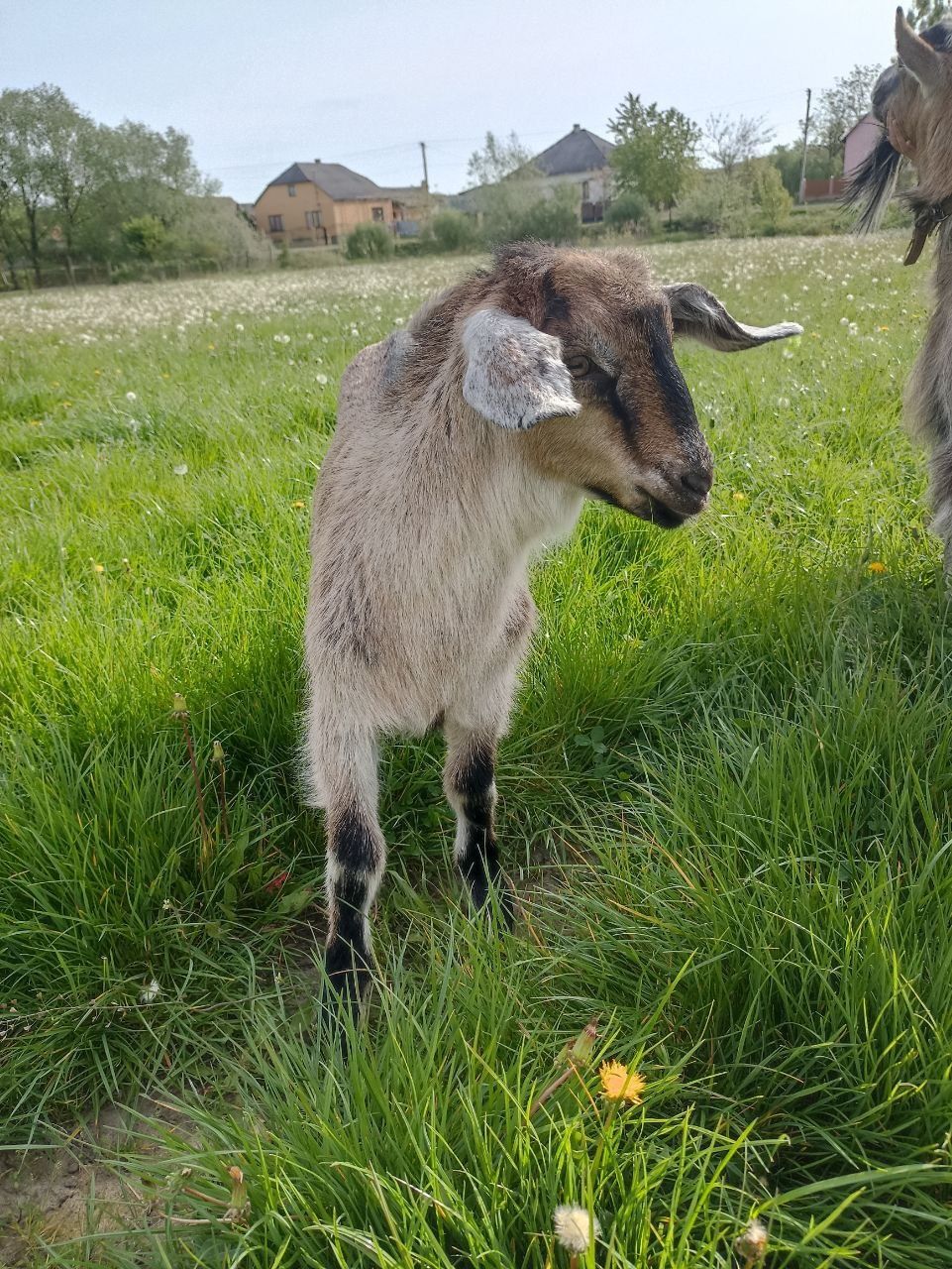 Продам англонубійського цапика