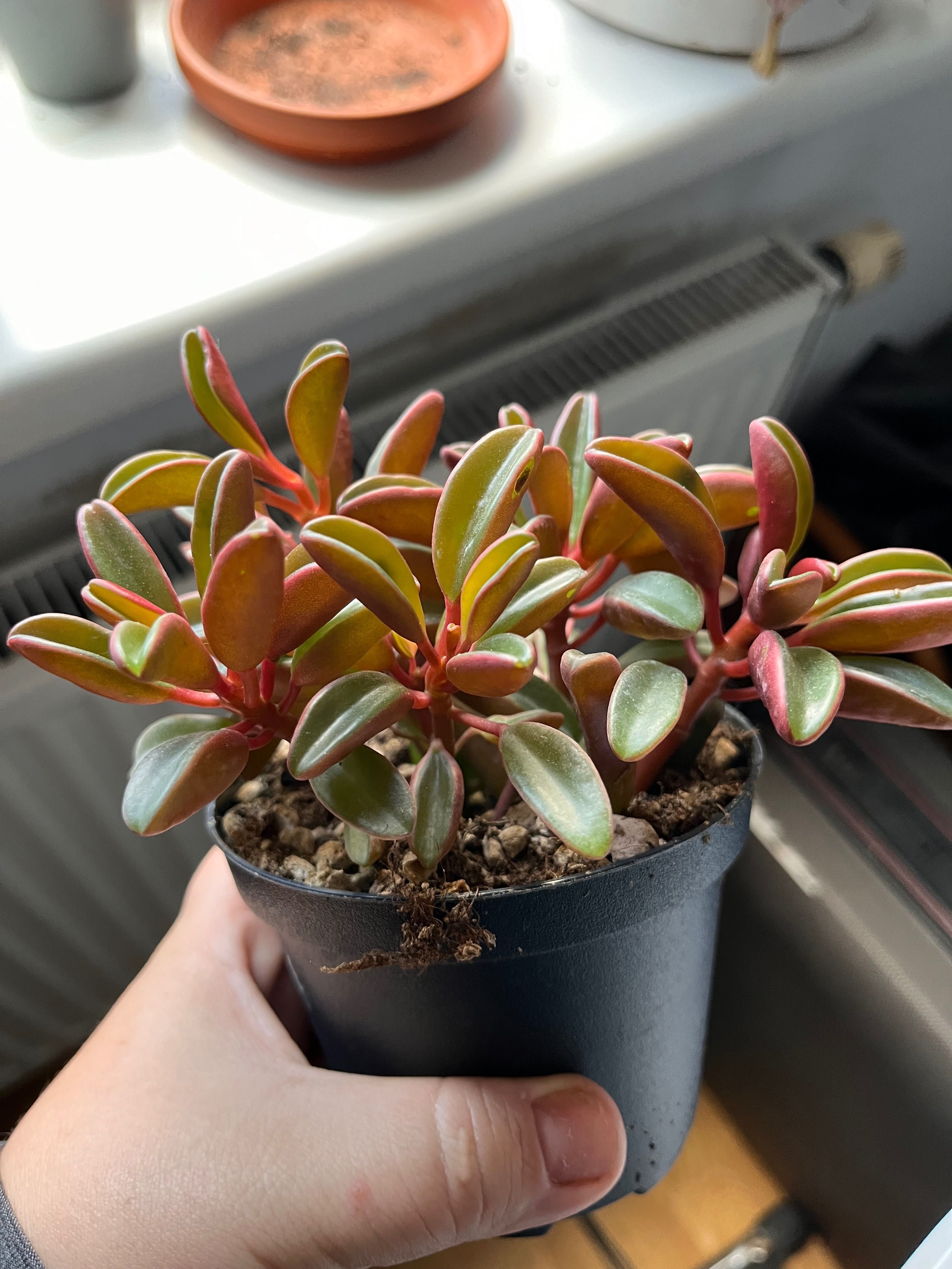 Peperomia Ruby Glow