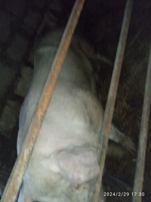Продам хряка на племя