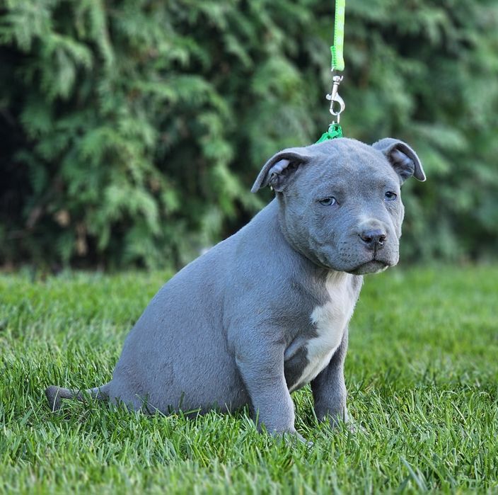 Piękny piesek amstaff