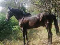 Cavalo preto manso
