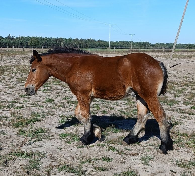 Ogierek zimnokrwisty 6 miesięcy.