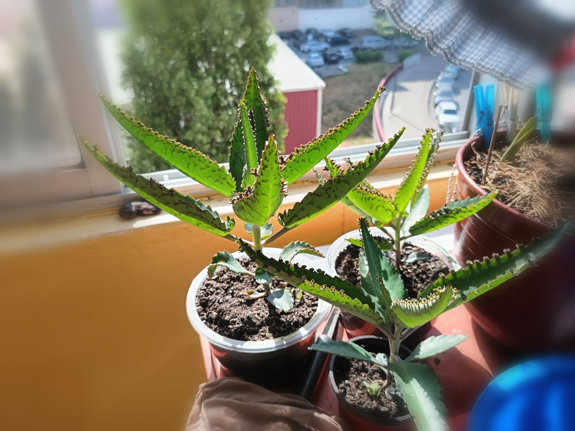 Planta Mãe de milhares
