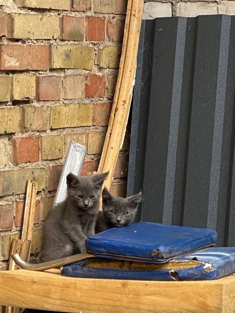 Кошенята блакитного окрасу котята