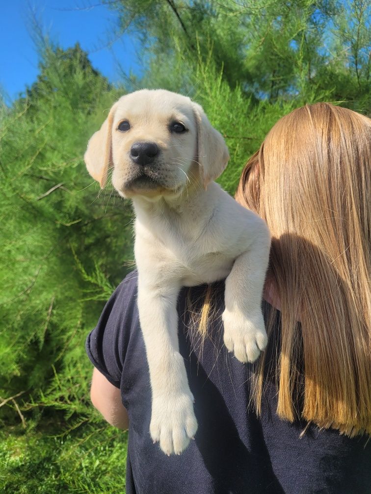 Labrador retriever RODZICE  FCI