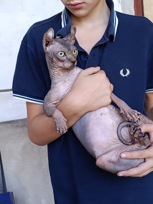 Сфінкс,таббі,ельф