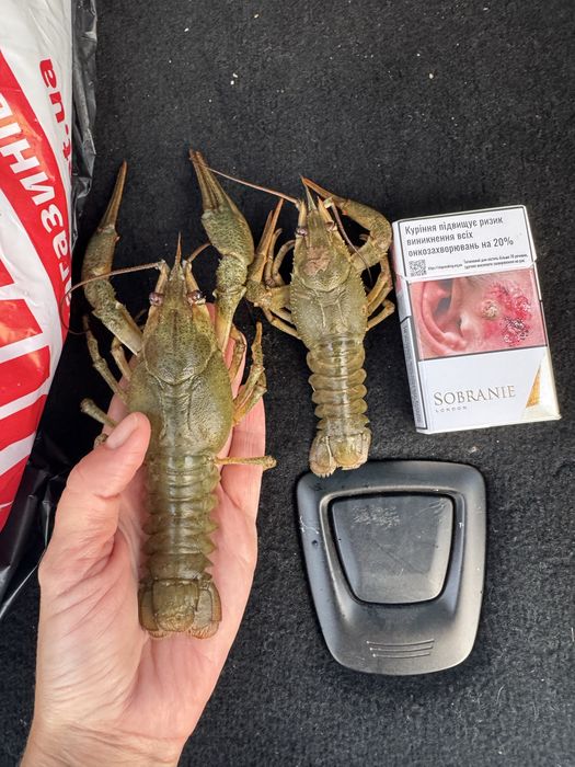 Раки середнього  розміру!